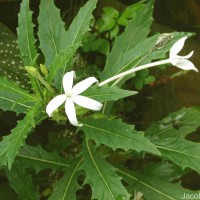 Hippobroma longiflora (L.) G.Don